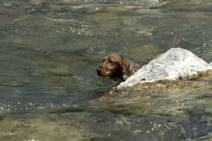 Puppy dog cocker spaniel playing on the beach photo