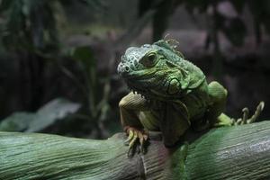 Green iguana close up portrait photo