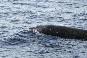 cuvier beaked whale dolphin photo