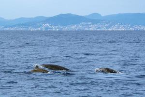 Rare Goose Beaked whale dolphin Ziphius cavirostris in Genoa, Italy photo