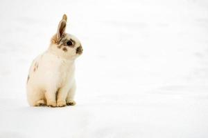 Chamois deer on white snow in winter photo