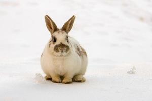 Chamois deer on white snow in winter photo