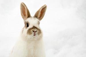 Chamois deer on white snow in winter photo