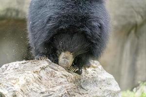 oso perezoso cavando en un árbol de madera para comer foto
