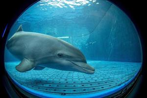 delfín de acuario mirándote foto