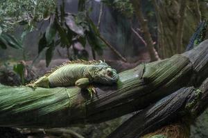 Green iguana close up portrait photo