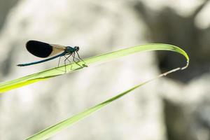 Open wings blue dragonfly macro photo