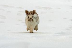 conejito de Pascua aislado en la nieve blanca foto