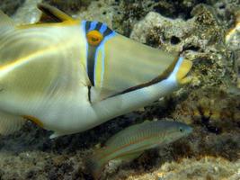 Red Sea Picasso Trigger Fish close up portrait photo