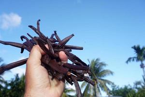 vanille plantation in tahaa island french polynesia photo