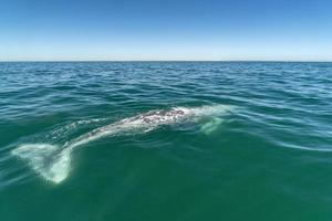 nariz de ballena gris que viaja por el océano pacífico mientras sopla foto