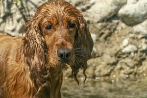 Puppy dog cocker spaniel playing on the beach photo