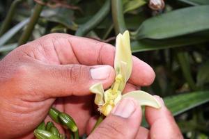 vanille plantation in tahaa island french polynesia photo