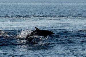 dolphin silhouette on sky background photo