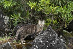 cazador de gatos cazando en la naturaleza foto