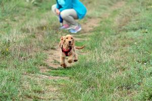 puppy dog cocker spaniel running on grass photo