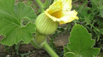 Zucchini plants in blossom on the garden bed video