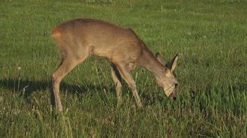 Rehe, Capreolus Capreolus auf einer Wiese video