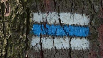 signe touristique sur l'écorce des arbres. signe touristique coloré ou marque sur l'arbre pour le tourisme de randonnée dans une forêt video