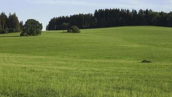 prados e florestas. paisagem rural de verão com prado verde e floresta video