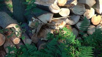 bûches de bois de pin dans la forêt. bûches d'arbres fraîchement hachées empilées les unes sur les autres dans une pile video