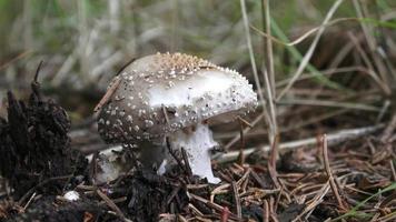 el hongo amanita rubescens con un sombrero gris y puntos blancos crece en el bosque. recogiendo setas. video