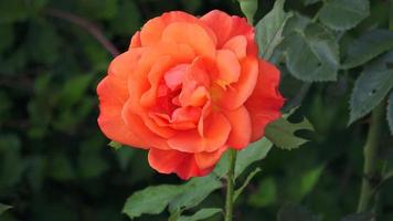 rood rozen Aan een struik in een tuin. rood roos Aan de Afdeling in een tuin video