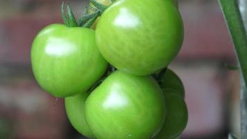 grüne Tomaten wachsen auf den Zweigen. es wird im garten angebaut.