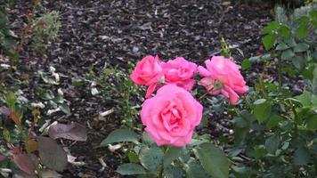 rosas rojas en un arbusto en un jardín. rosa roja en la rama en un jardín video