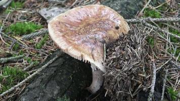 Mushroom Amanita rubescens with a gray hat and white dots grows in the forest. Picking mushrooms. video