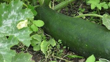zucchini växande i de trädgård. trädgårdsarbete, lantbruk, skörda begrepp video