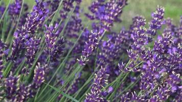 lavendel- blomma på de fält. skön lavendel- blommor buske i trädgård stänga upp se video