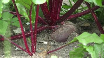 Organic homegrown red beetroots. Root in soil with part over a ground. video