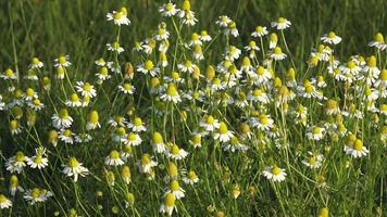 Chamomile flowers on a meadow in summer video