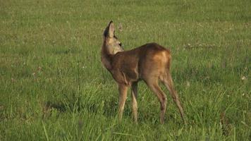 rom rådjur, capreolus capreolus, tugga grön löv video