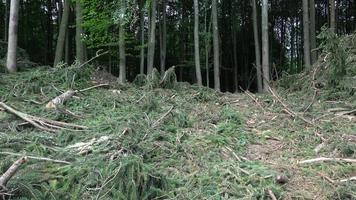 fallen träd i barr- skog efter stark orkan vind. de fallen träd efter en storm. video