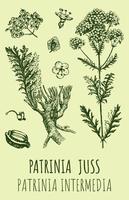 Vector drawings of PATRINIA. Hand drawn illustration. Latin name Patrinia JUSS..