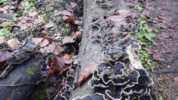 Mushroom grew on the stub. Trametes versicolor. Wild forest Mushrooms in the wood. Fungus on stump in forest video