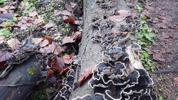 paddestoel groeide Aan de stomp. trametes versicolor. wild Woud champignons in de hout. schimmel Aan stomp in Woud video