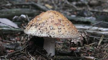 svamp amanita rubescens med en grå hatt och vit prickar växer i de skog. plockning svamp. video