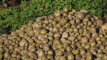 Spoiled rotten potato. Crop failure, bad harvest concept. video