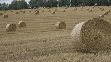 Wheat field after harvest with straw bales. Row of straw bales on the field. Agricultural landscape. video