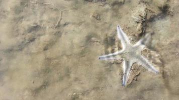 starfish lie hidden in soil video