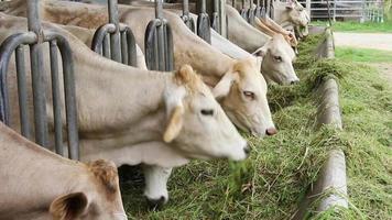 gado de corte vaca gado na fazenda video