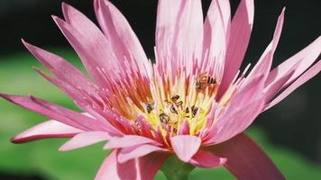 Close-up, swarm of bees is sucking the nectar from purple water lily flower, insect wildlife animals, pollinating bloom flora in natural ecology environment, beautiful vivid colors in summer season. video