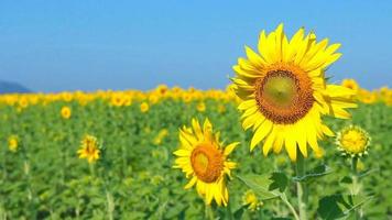 girasol con cielo azul video