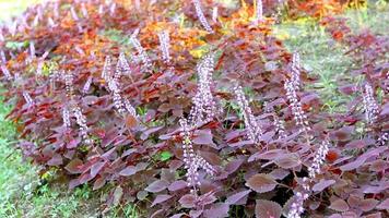 árbol de coleo en el jardín, solenostemon, plectranthus scutellarioides video