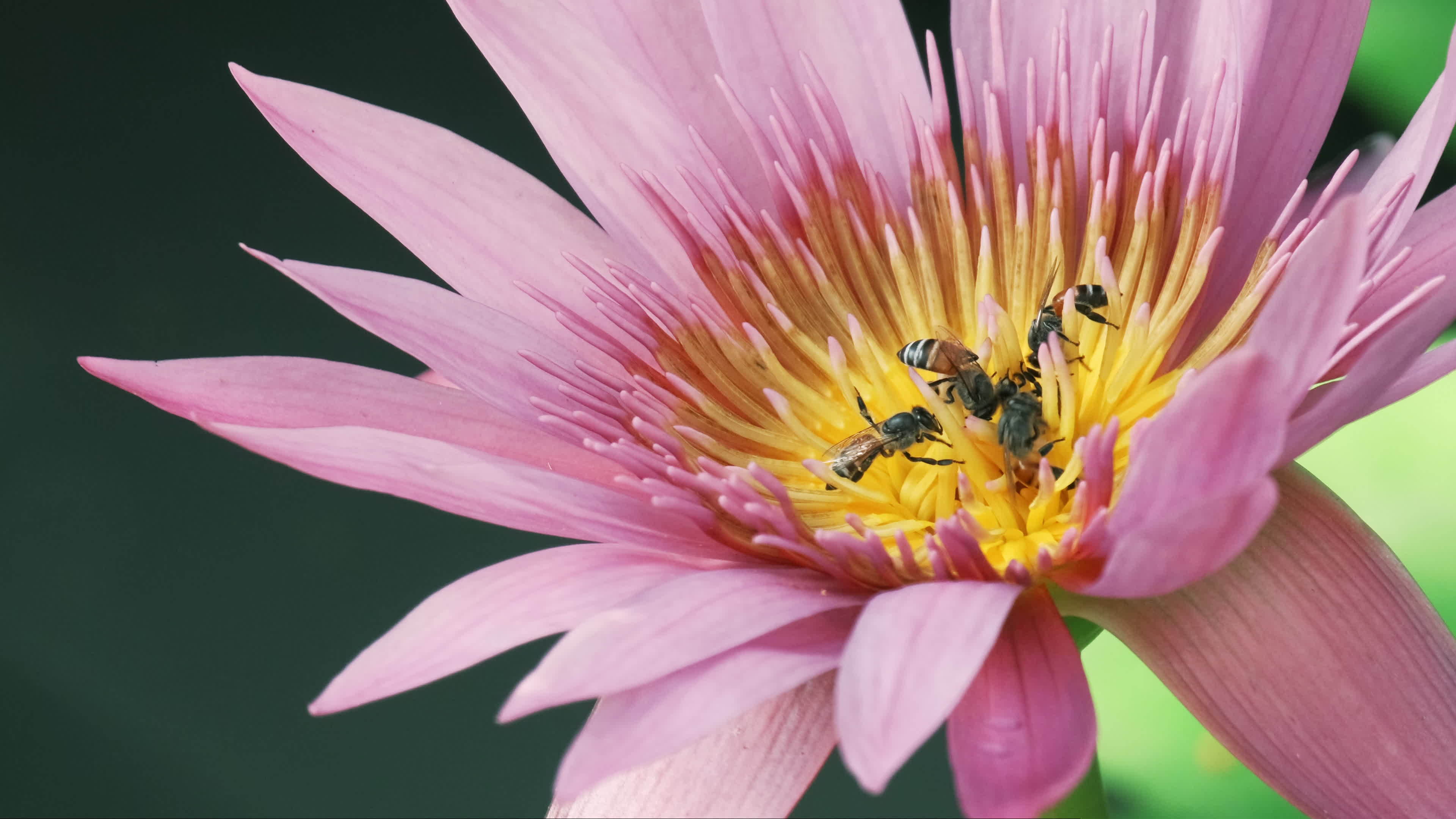Closeup, swarm of bees is sucking the nectar from purple water lily