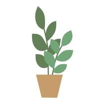 Indoor flower in a pot. Ficus. Rubber plant or pipal vector