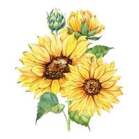 Watercolor sunflowers bouquet, hand painted sunflower bouquets with greenery, sunfower flower arrangement. Wedding invitation clipart elements. Watercolor floral. Botanical Drawing. White background.